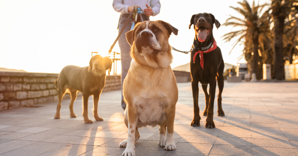 Dog Walking Services