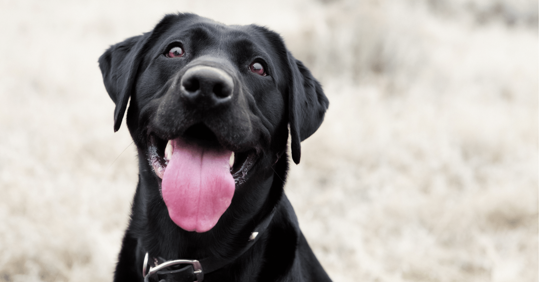overnight dog boarding in arlington