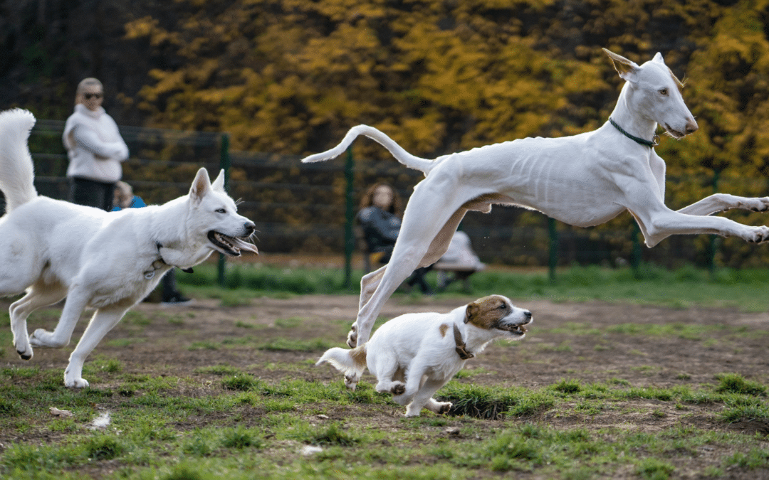 5 Benefits of Dog Agility Training in Arlington & Alexandria During Winter