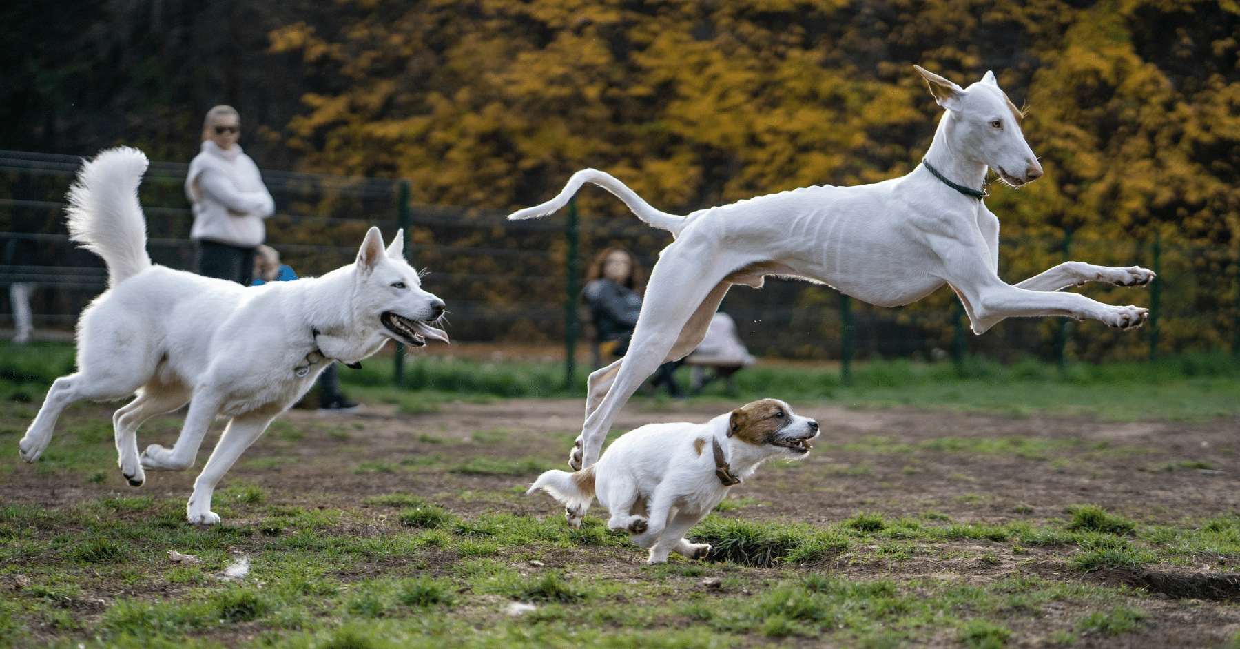 dog agility training in arlington
