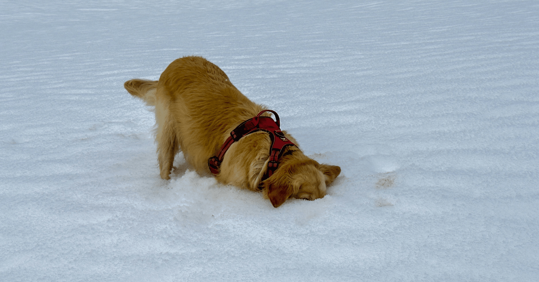dog boarding in arlington