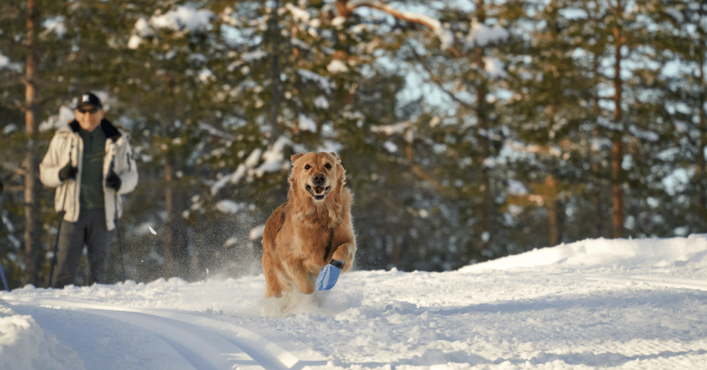 dog enrichment activities