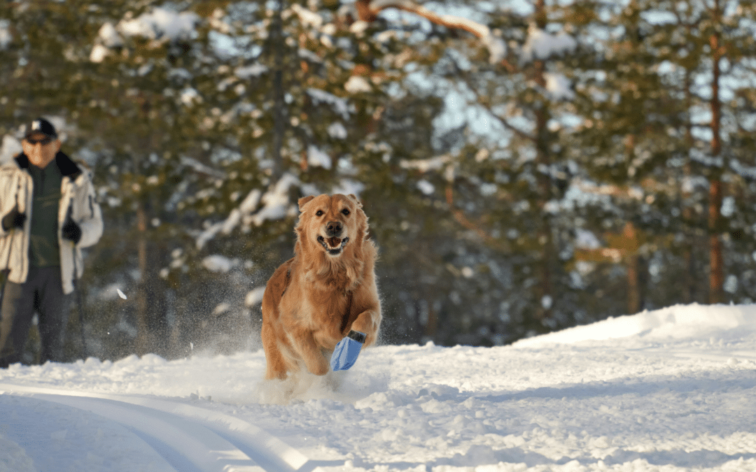 10 Alexandria Based Winter (Dog Enrichment Activities) That Burn Energy Without Long Walks