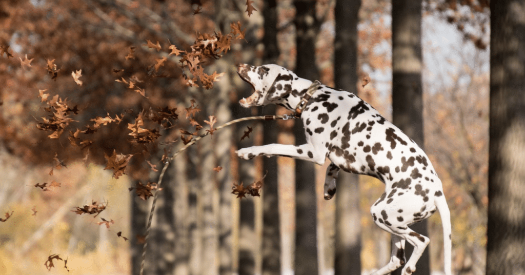 dog enrichment ideas