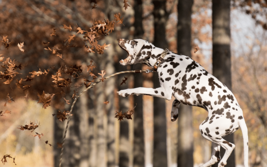 7 Winter Dog Enrichment Ideas to Beat Boredom When It’s Cold Outside in Arlington