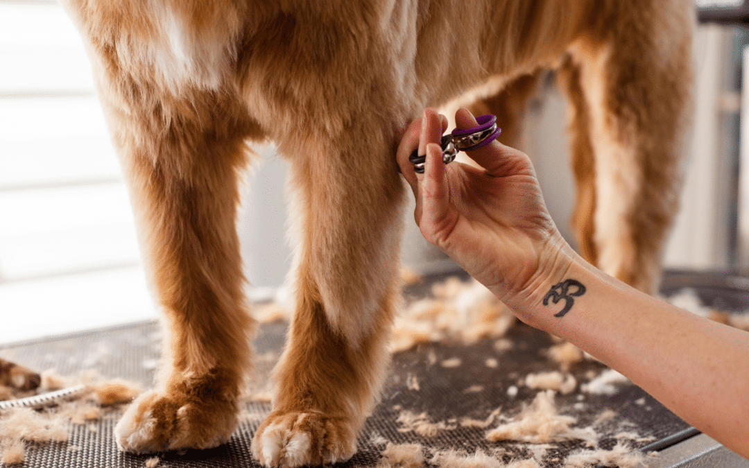 Professional Dog Grooming in Arlington: What Sets High-Quality Grooming Apart