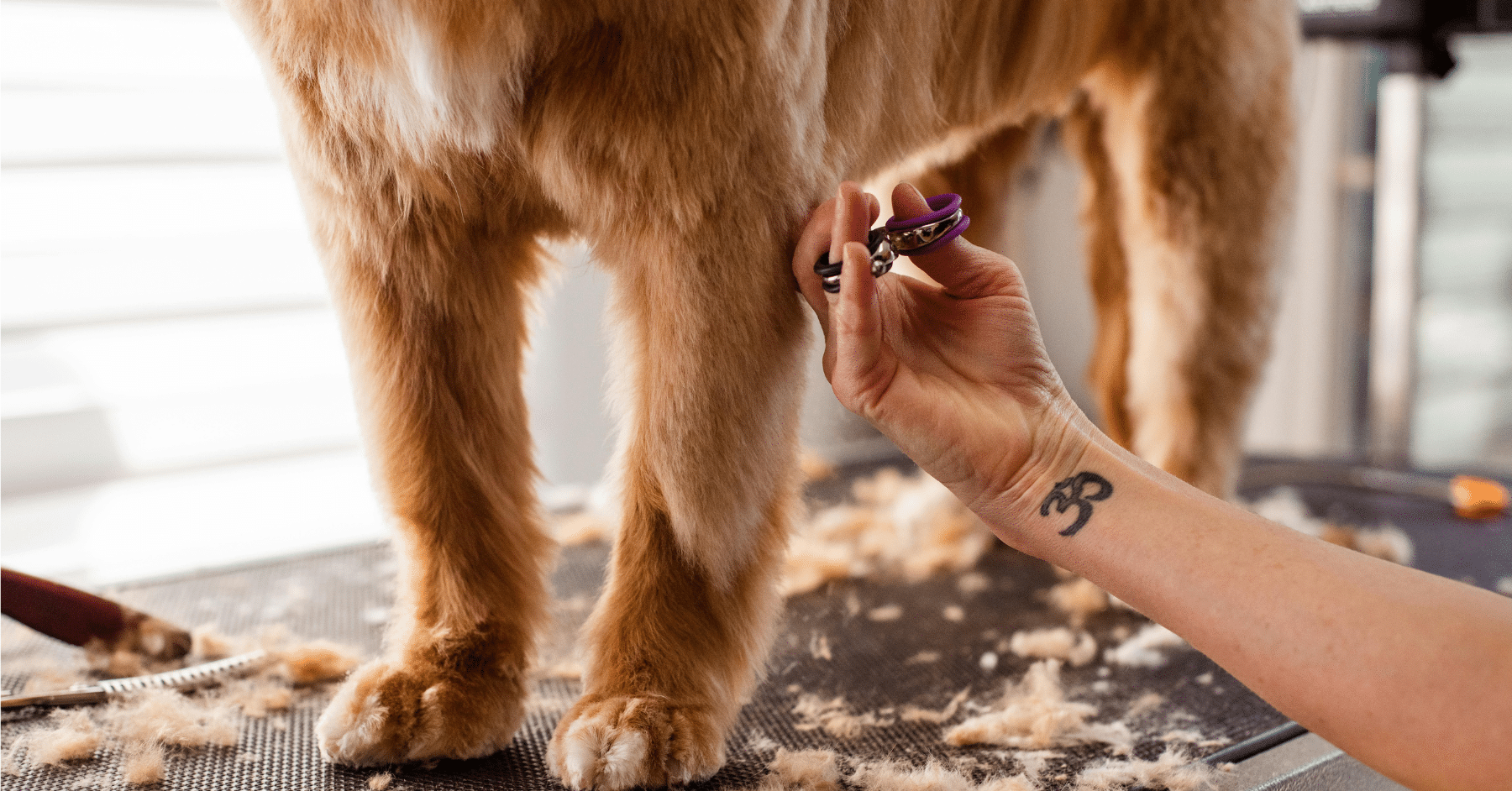 dog grooming in arlington