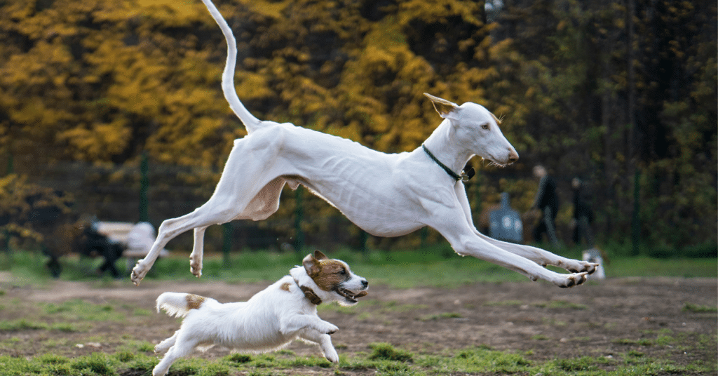 Two dogs playing in a park.