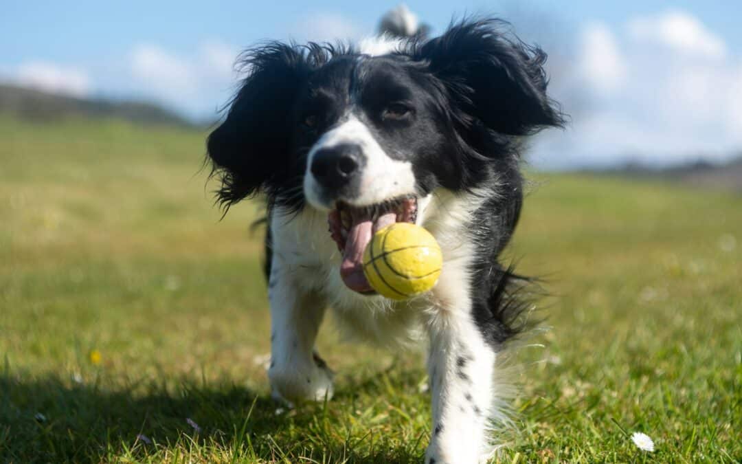 8 Reasons a Dog Kennel Alternative in Arlington & Alexandria Is Better in Winter