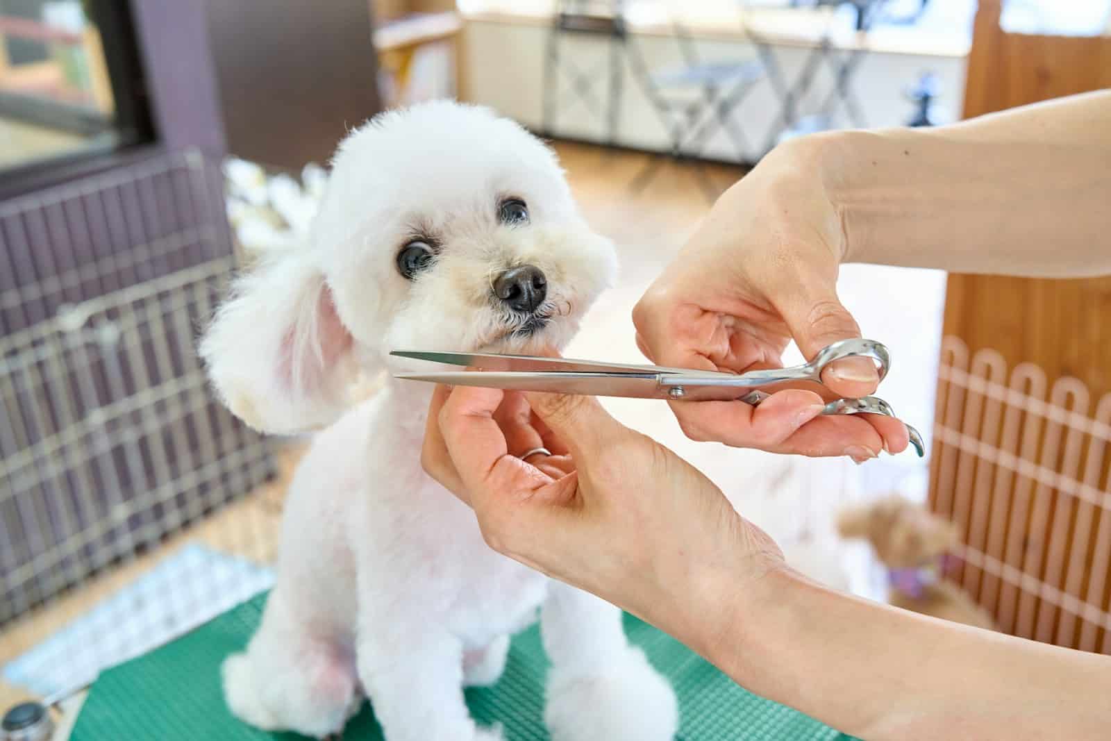 A small white dog being cut with a pair of scissors 7 Arlington Winter Dog Grooming Tips to Keep Active Dogs Healthy and Comfortable