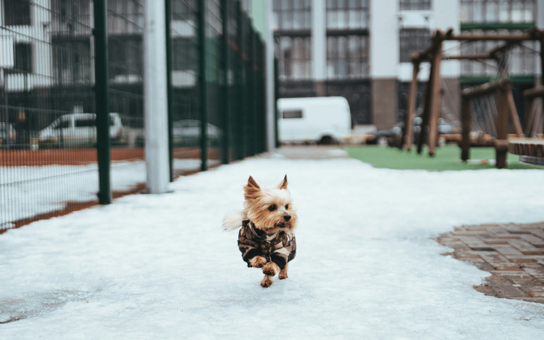 6 Reasons Mental Stimulation for Dogs Is Even More Important During Winter in Arlington & Alexandria