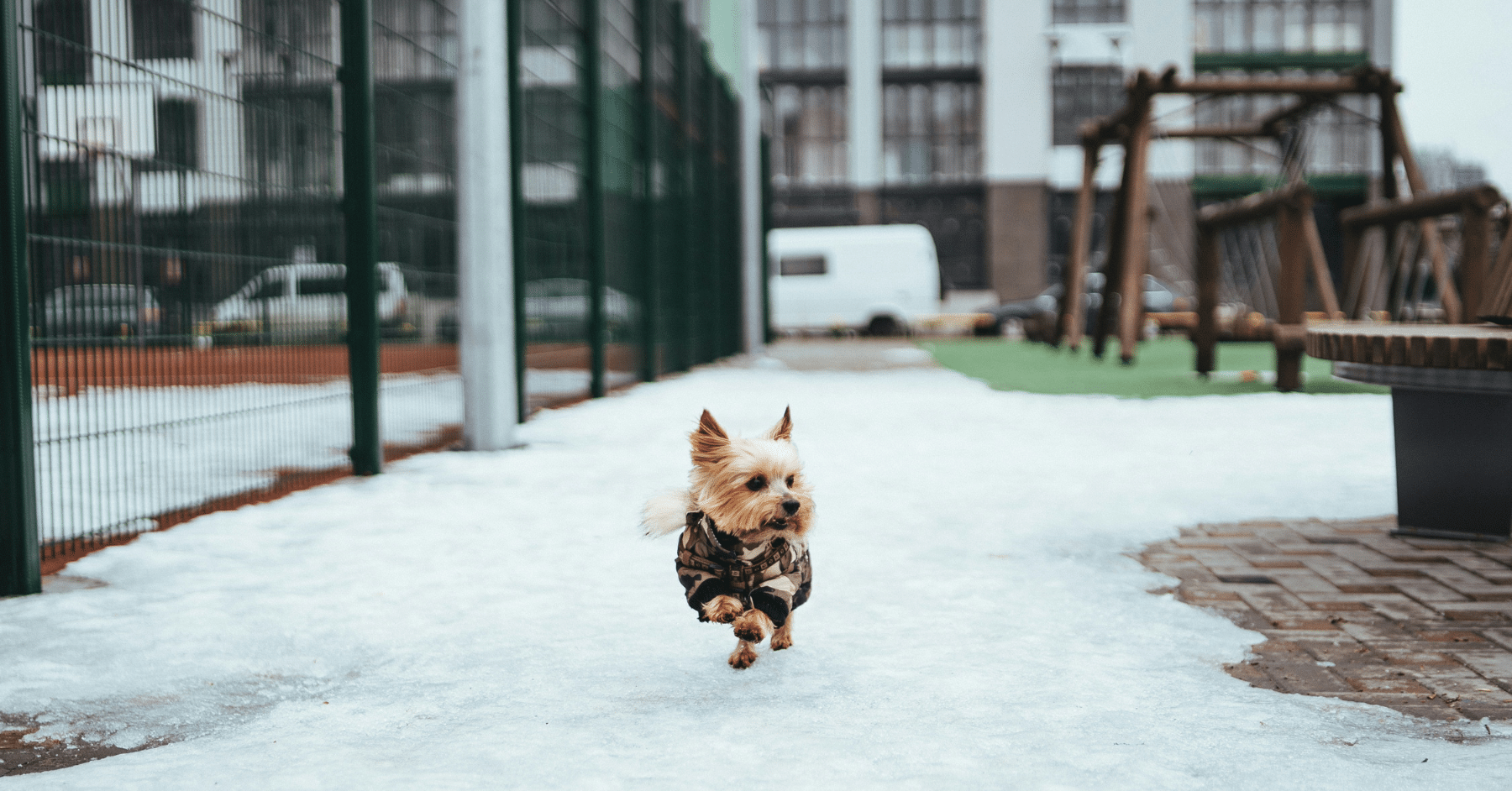 mental stimulation for dogs