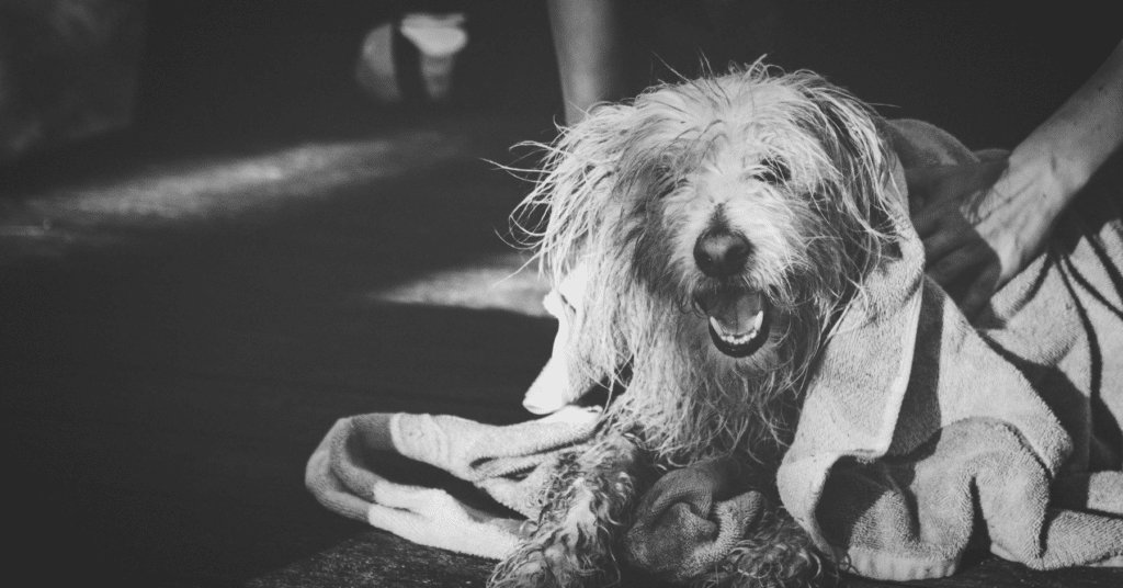 pet wash in arlington