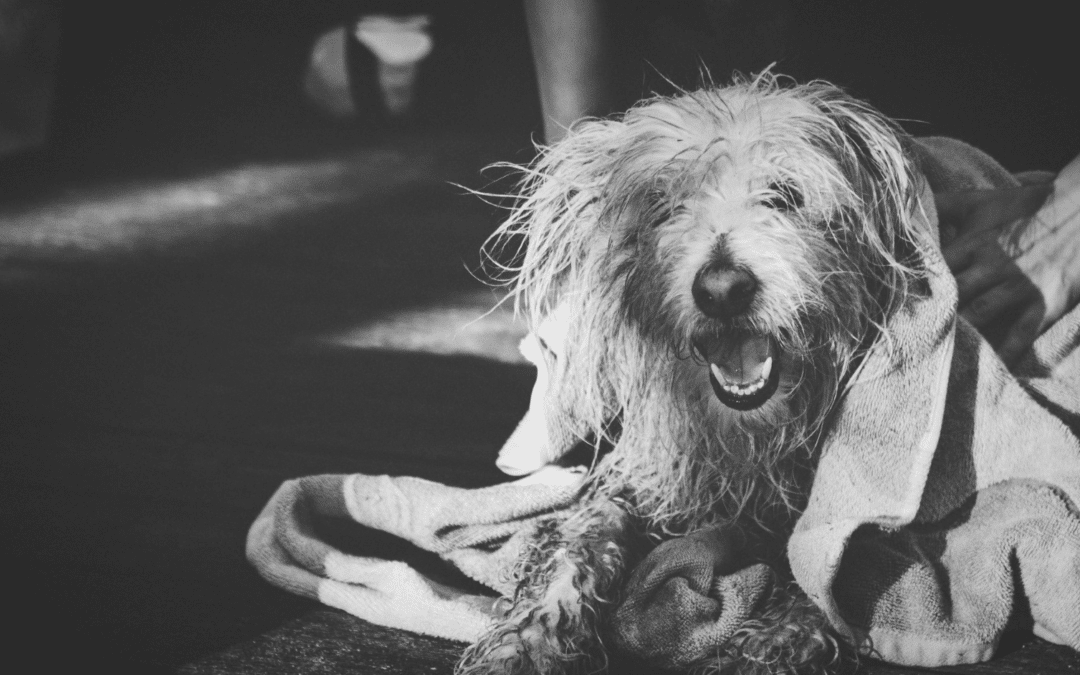 5 Winter Pet Wash Tips for Dogs: Why a Pet Wash in Arlington Matters After Gym Play