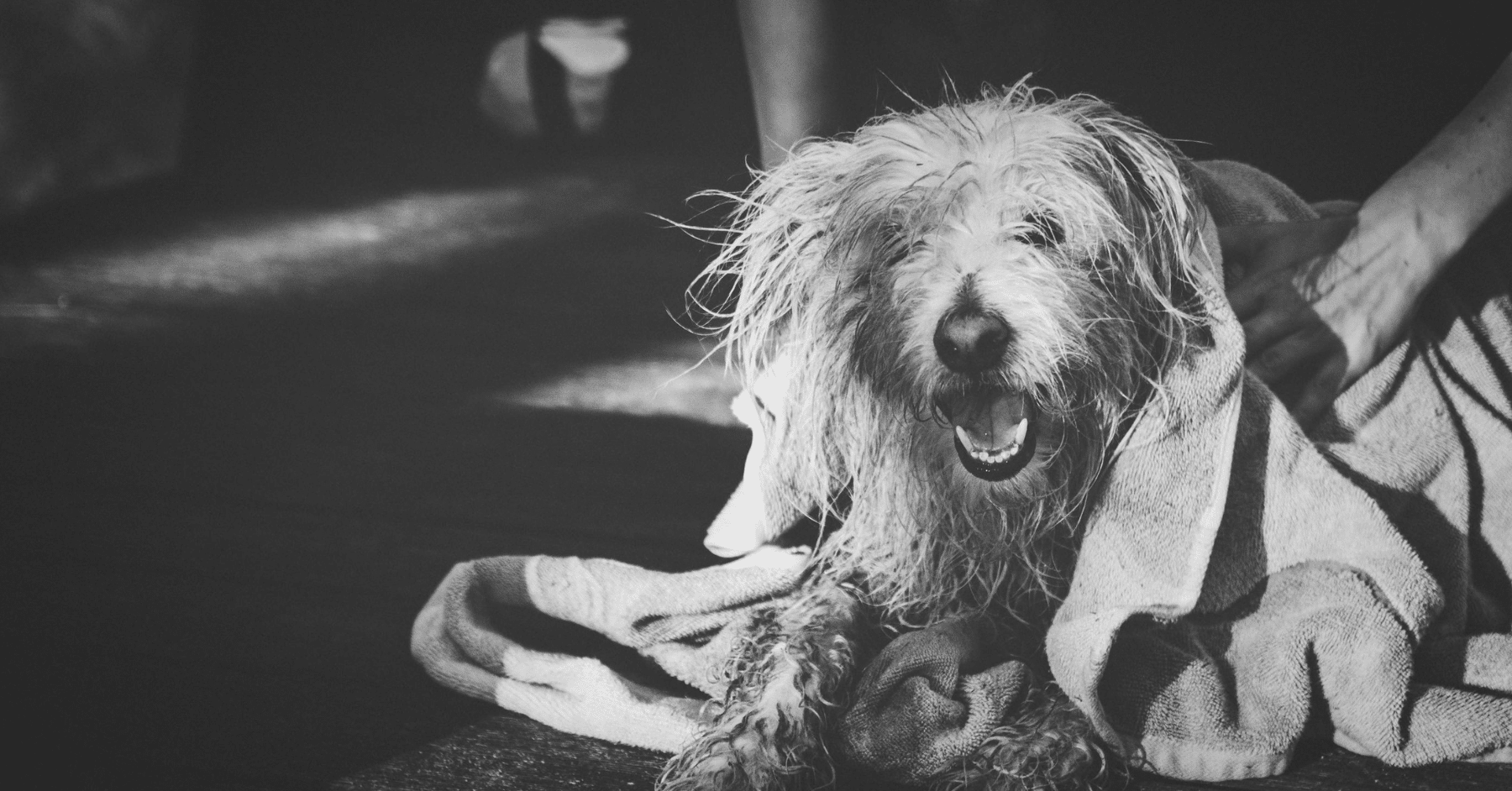 pet wash in arlington