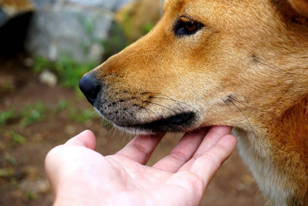 a close up of a person feeding a dog