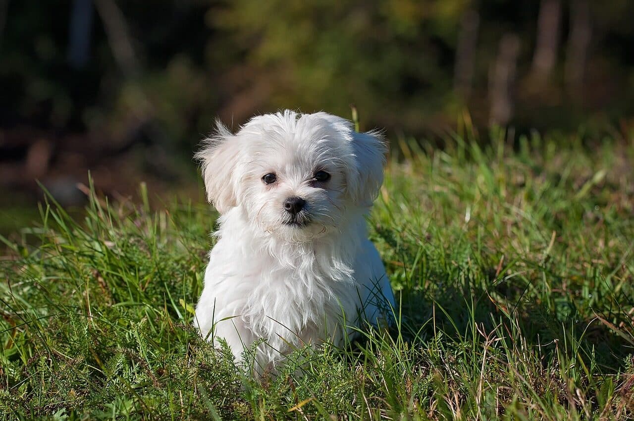 maltese, dog, puppy, small dog, white dog, young, pet, animal, young dog, domestic dog, canine, mammal, cute, adorable, nature, meadow, outdoors, portrait, animal portrait