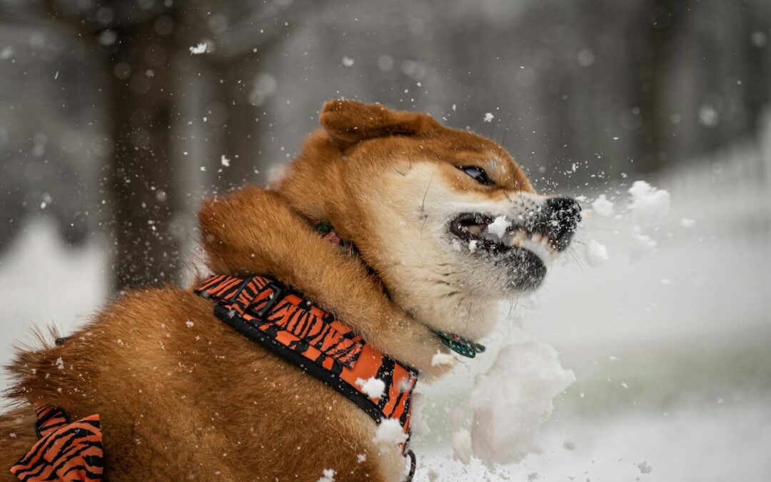 Mental Stimulation For Dogs | Playful Minds Keep Happy Dogs