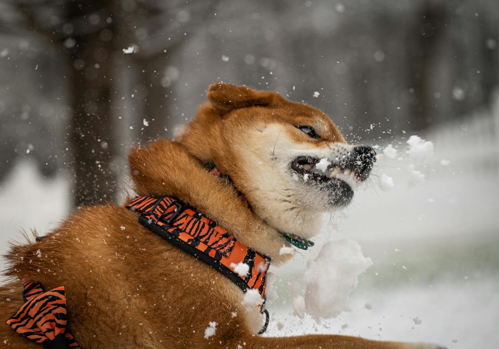 A vibrant Shiba Inu enjoys a snowy day by playing and biting at the falling snowflakes.