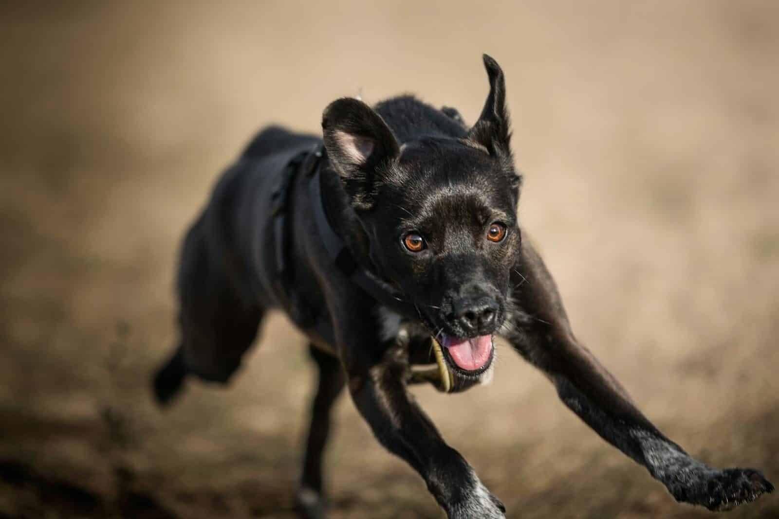 Dynamic close-up of a black dog in motion, capturing its playful energy outdoors.