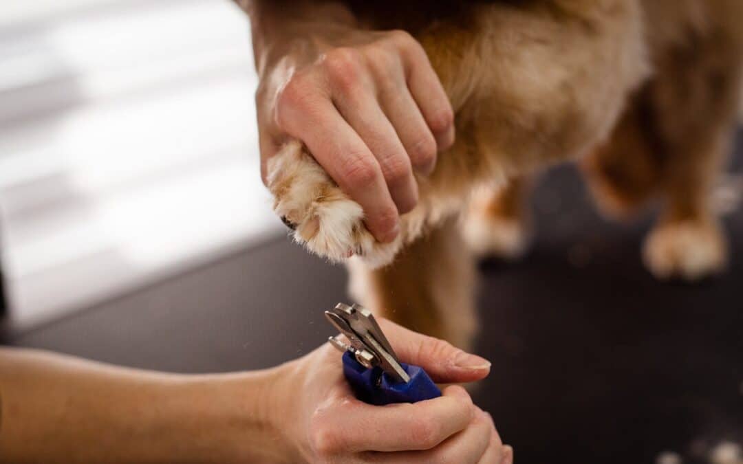 How to Trim Dog Nails Safely and Effectively