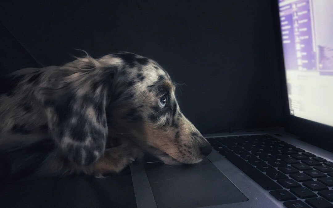 Why Do Dogs Eat Poop? Causes, Risks, and How to Stop It