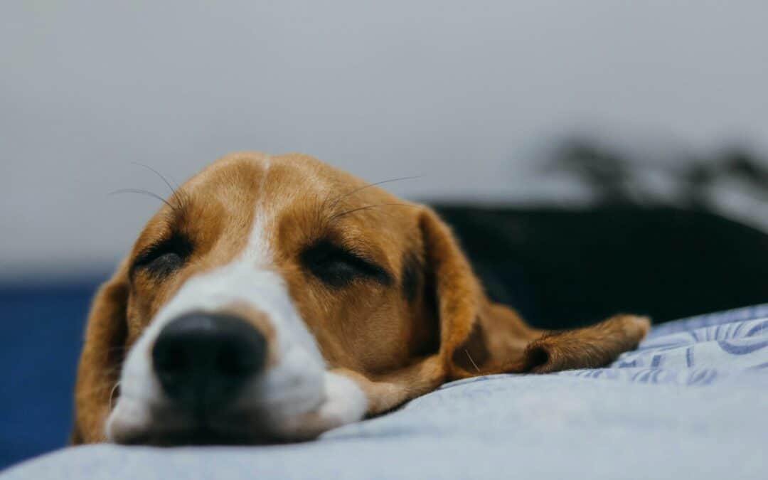 How to Care for Your Sick Dog: A Comprehensive Guide