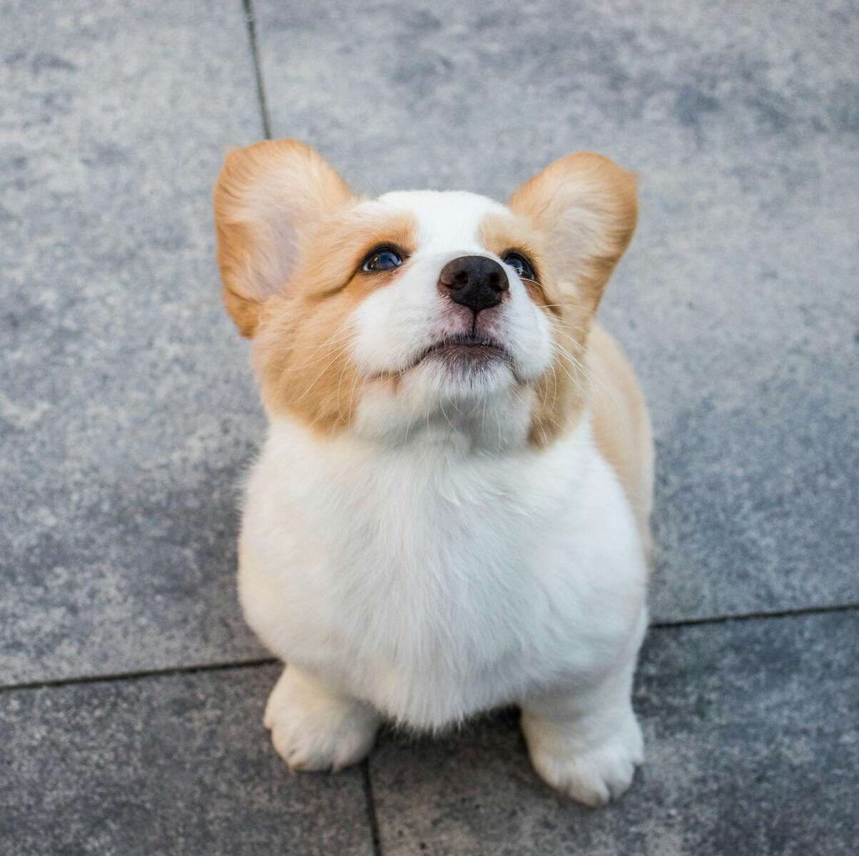 Cute Pembroke Welsh Corgi puppy looking up with curiosity on a concrete floor.