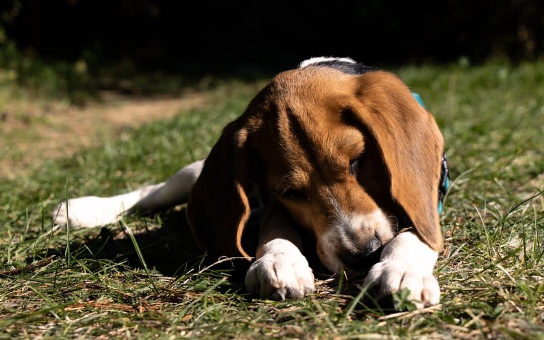 Why Do Dogs Eat Grass? Unraveling the Mystery Behind a Common Canine Behavior