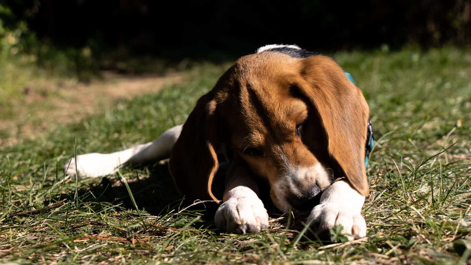Cute beagle puppy enjoying a sunny day outdoors on the grass.