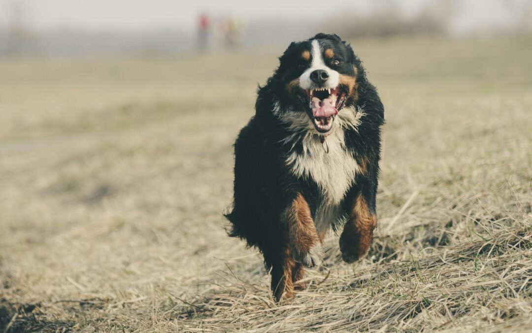 The Joyful Chaos of Zoomies: Why Your Pets Burst into Sudden Energy