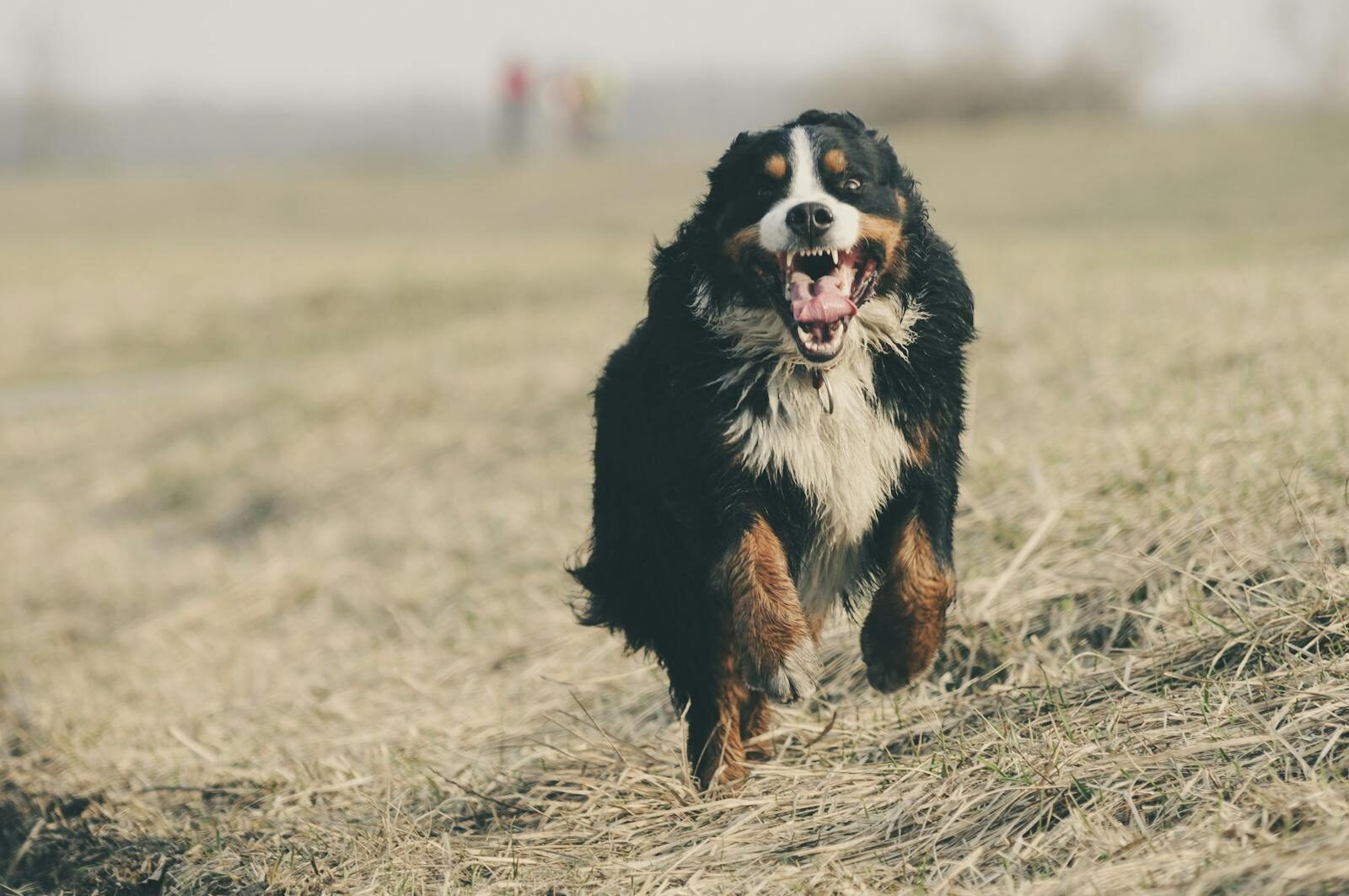 A playful Bernese Mountain Dog runs joyfully through a grassy field, showcasing energetic movement.