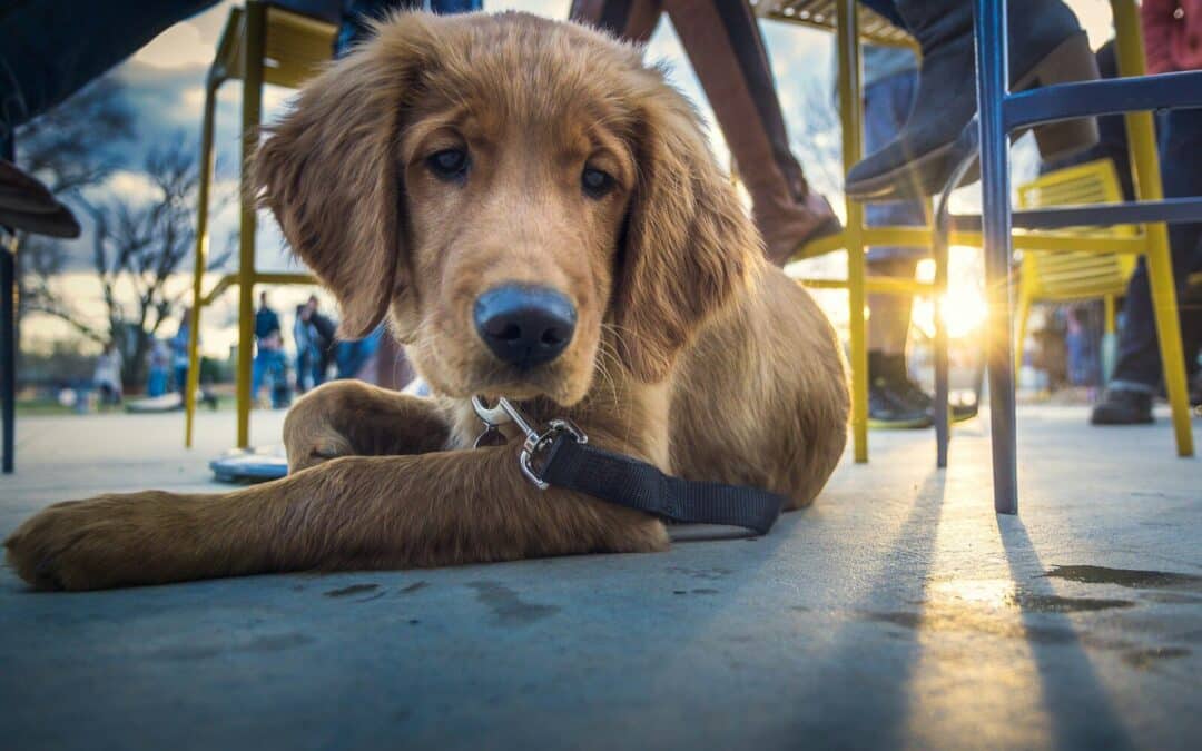 Pawsome Places to Dine | 10 Dog Friendly Restaurants in Virginia You Need to Try