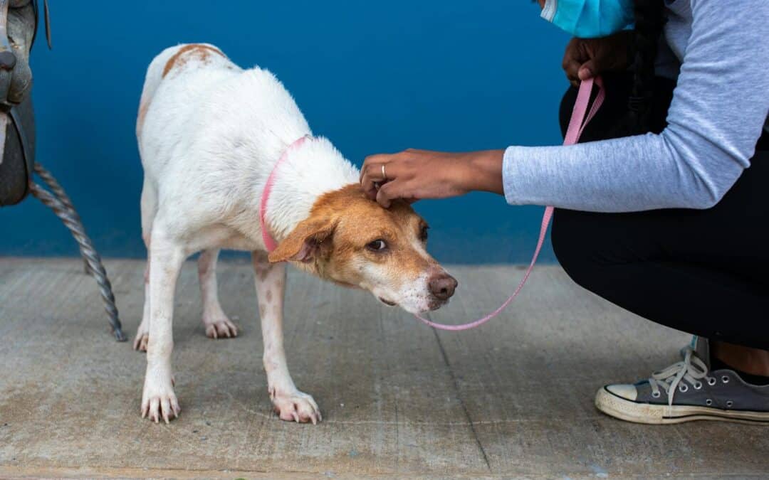 Discover the Benefits of Dogs For Adoption!  Adopt, Don’t Shop