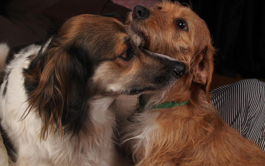 Our Top Tips for Curing Dog Separation Anxiety Quickly