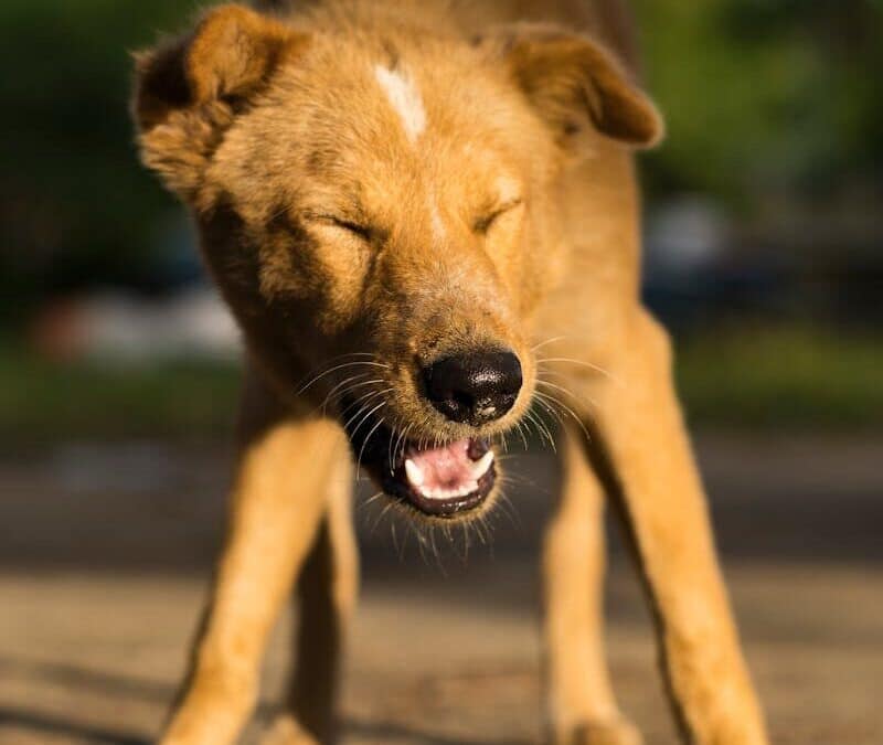 The Mysterious World of Reverse Sneezing in Dogs