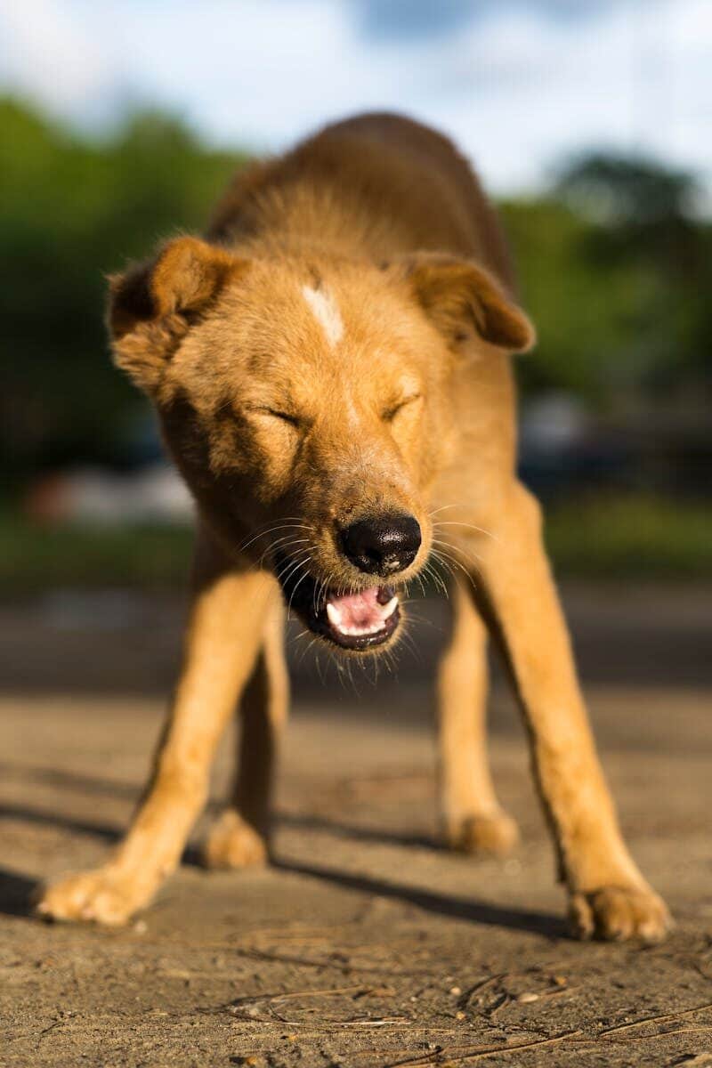 Close-up of a brown dog sneezing outdoors with a sunny backdrop.