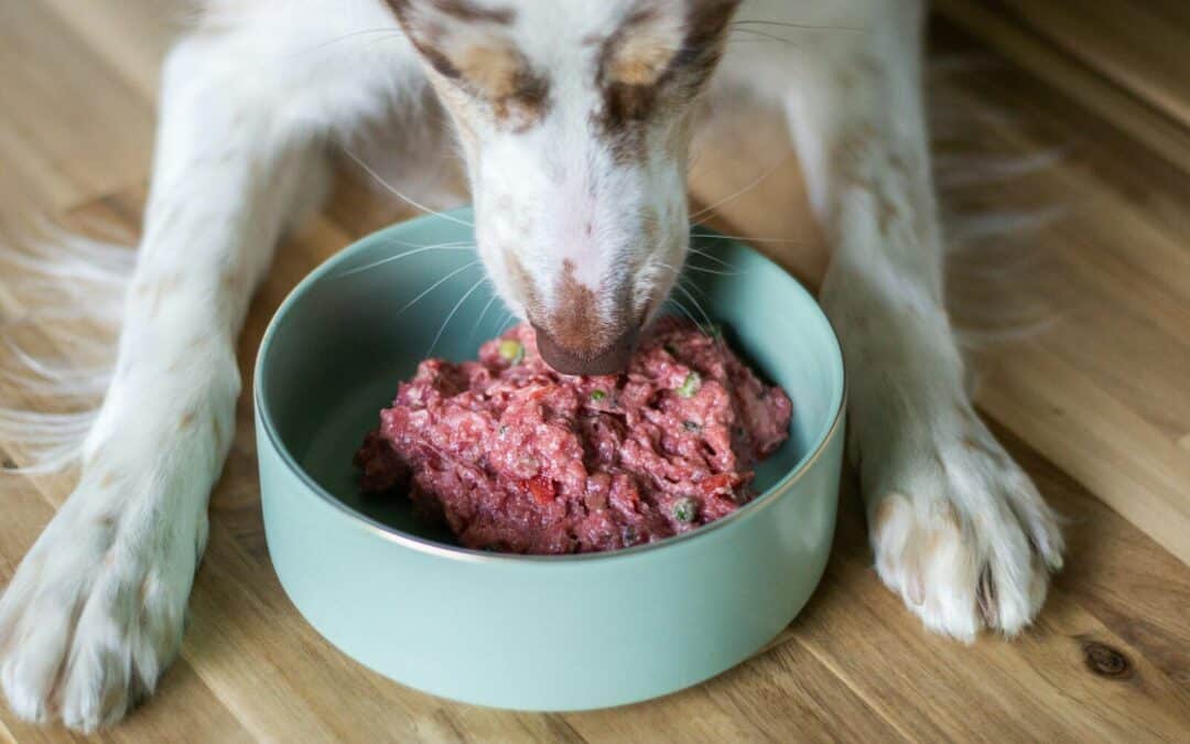 Sensitive Stomach Dog Food: Keeping Your Furry Friend Happy and Healthy