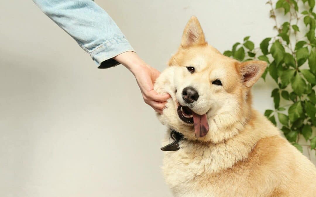Why Do Dogs Like to Be Pet? Understanding Canine Affection