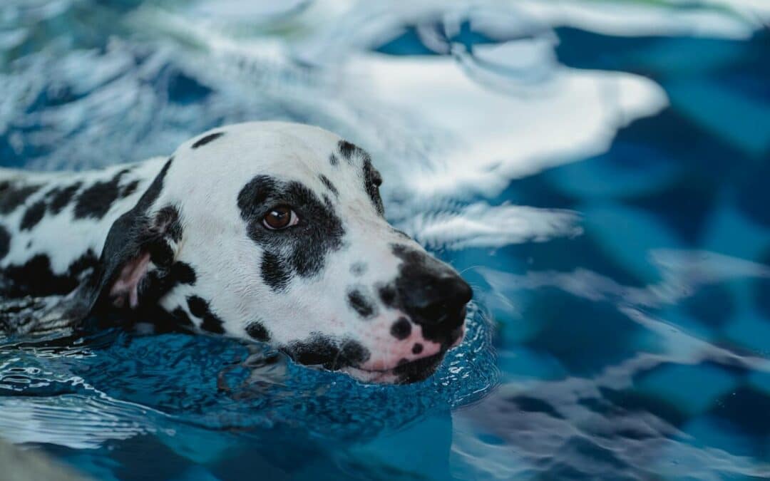 Dog Swimming Haven | Splish-Splash Adventures for Your Furry Friend