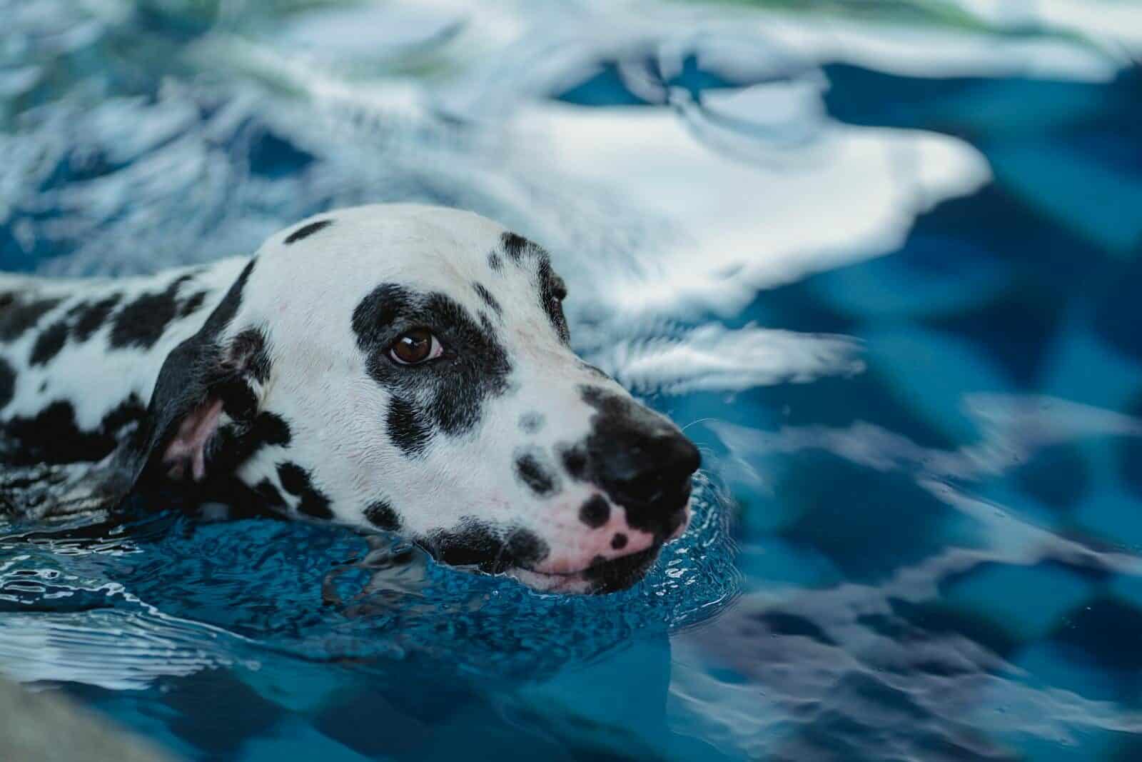 A Dalmatian dog enjoys a swim in a bright blue pool, showcasing its swimming skills.