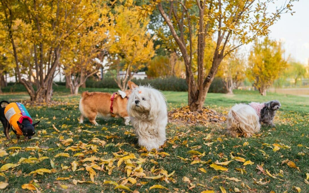 Snouts & Stouts: Premier Dog Day Care in Arlington, Virginia