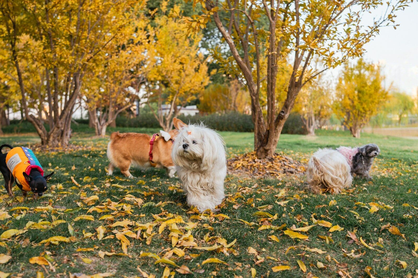 Several dogs playing in a park during autumn.