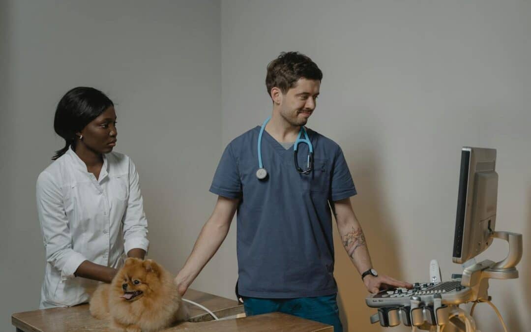 Understanding Ring Worms in Dogs: Signs, Causes, and Treatment Options