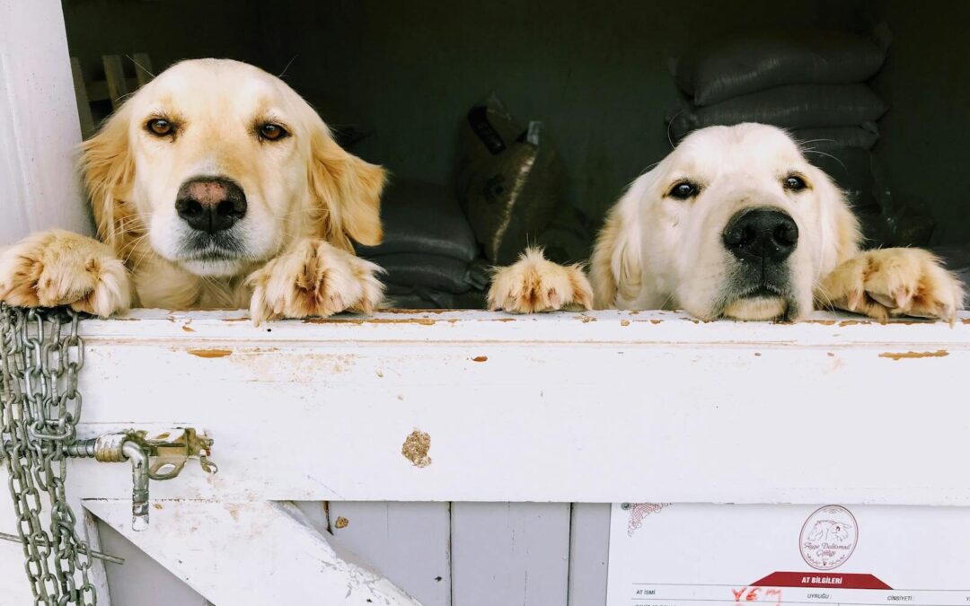 Unleash the Fun | Discover the Best Doggy Daycare in Arlington Virginia!