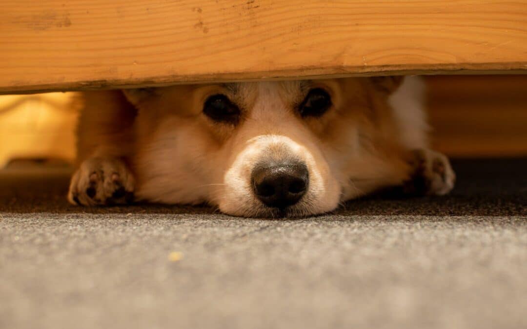 Taming the Beast | Top Tips for Dog Aggression Training from Our Experts