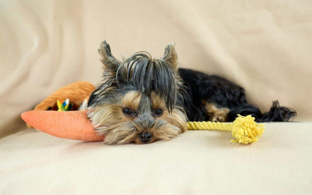 Are Carrots Good For Dogs? | The Crunchy Truth About Carrots and Canines