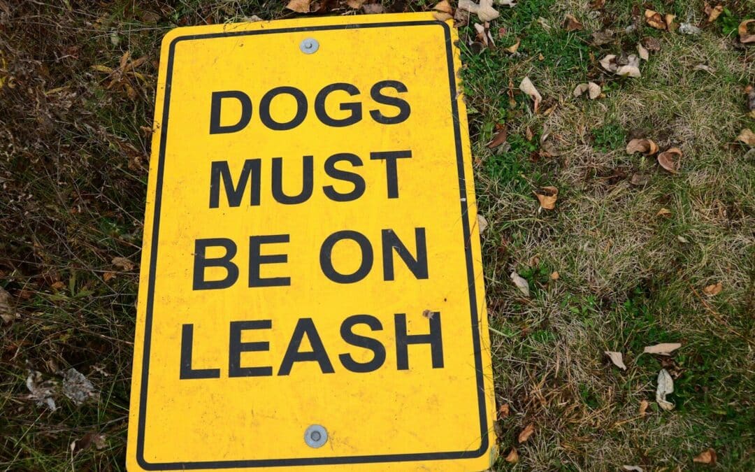 Leash Training A Dog: Tips and Tricks for a Well-Behaved Pup