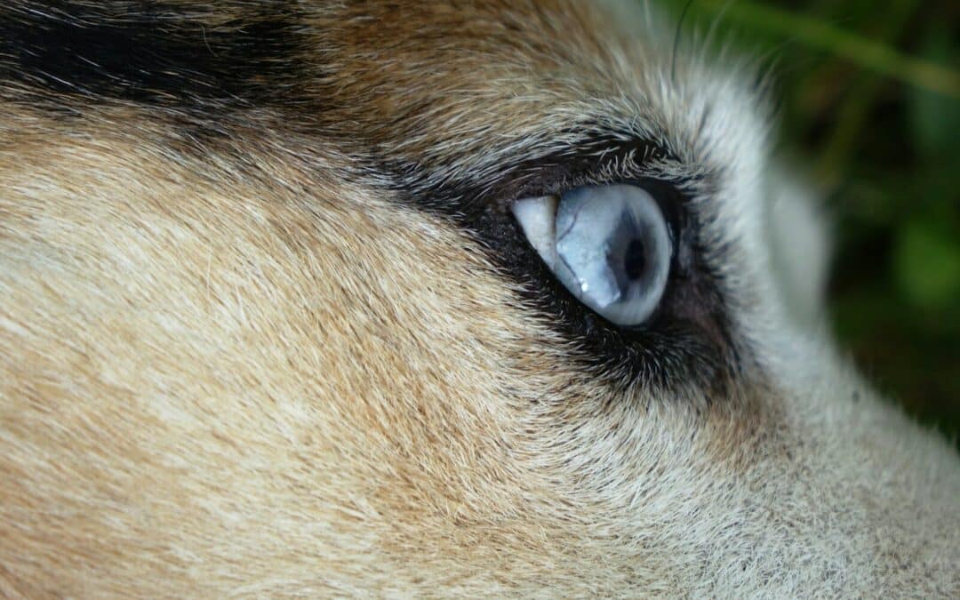 Dog Eye Infection 101: From Symptoms to Solutions