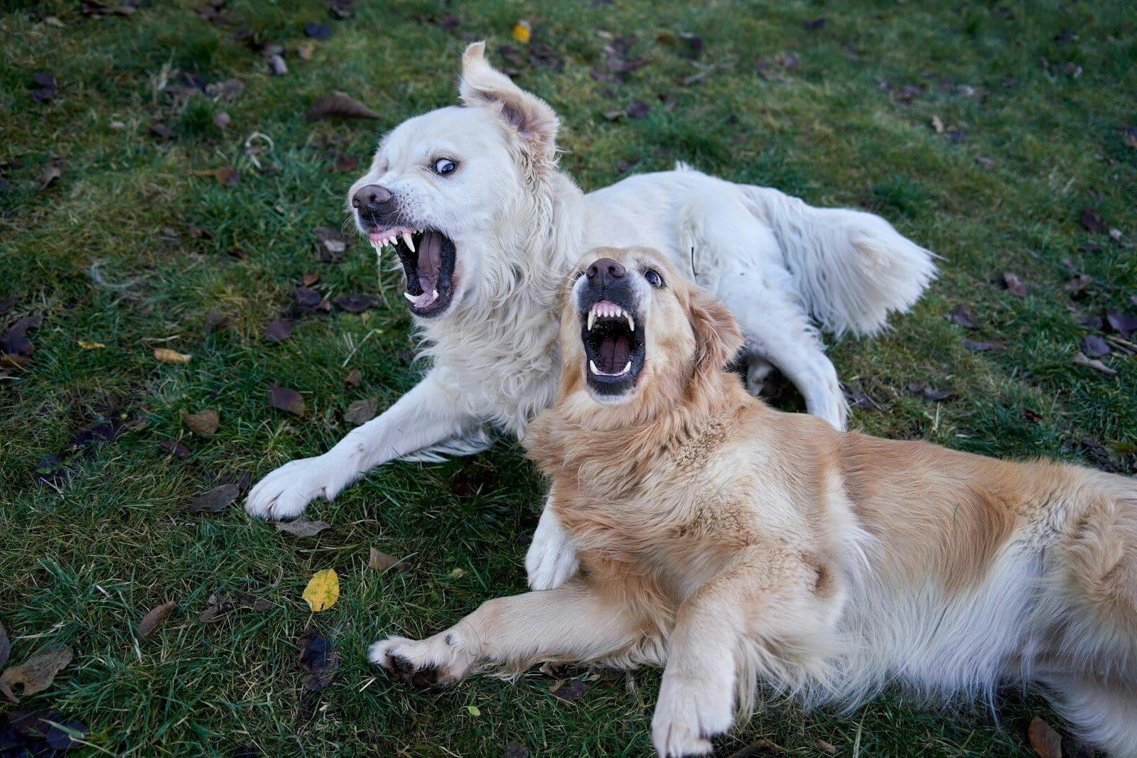 Two dogs play fighting with open mouths.